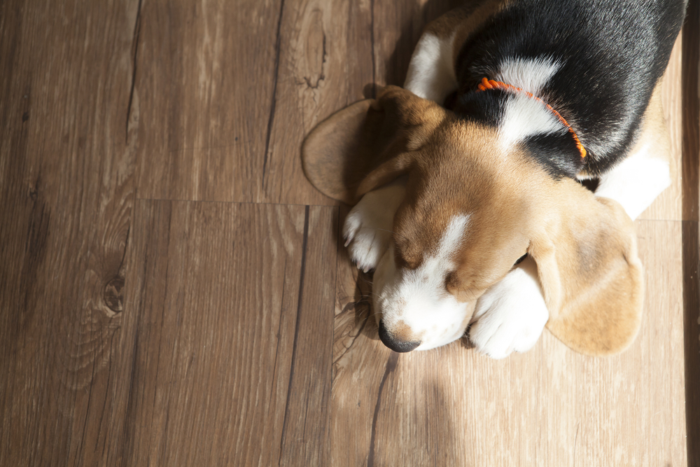 Definitive Guide About Pet Friendly Flooring | Wooden Floor Company