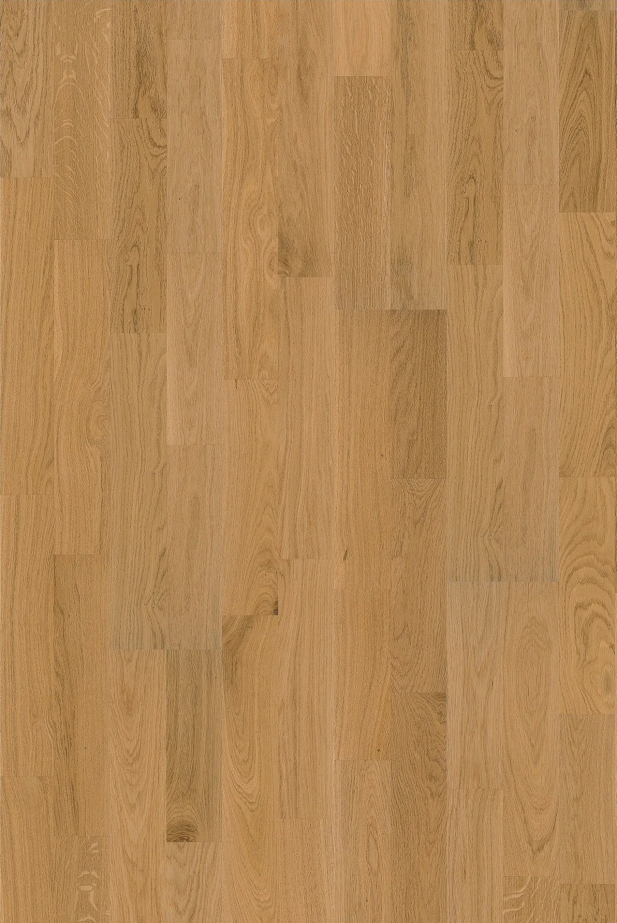 Oak Verona